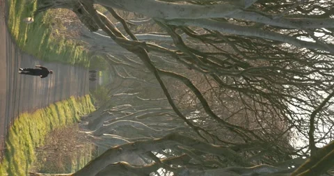 Man walking his dog through the Dark Hedges with dramatic sun light on the trees Stock Footage 336468368