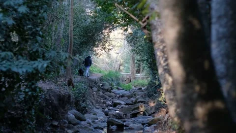 Man walking his dog in a trail near a stream surrounded by trees Stock Footage 217873268