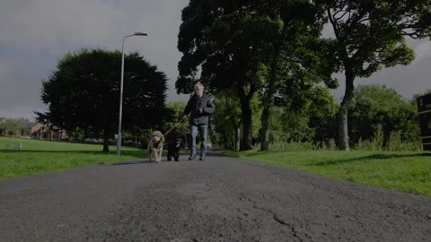 Man Walking his Two Dogs through Local Park in 4k Slow Motion Stock Footage 344553602