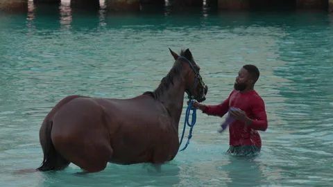 Man Walking Horse in Ocean at Beach in Barbados – Caribbean Stock Footage 343317081