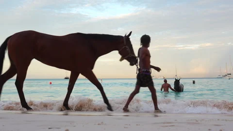 Man Walking Horse Through Ocean Water at Barbados Beach - Editorial Stock Footage 343317499