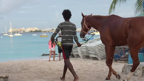 Man Walking Horse Toward Beach in Barbados Stock Footage 343317282