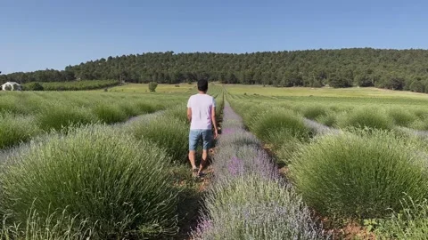 A man walking in a lavender field Stock Footage 249762964