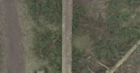 Man walking on log Stock Footage 88606945