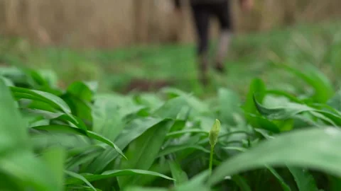 Man walking off from a lone wild garlic bud in a forest in early spring Vídeo Stock 276711596