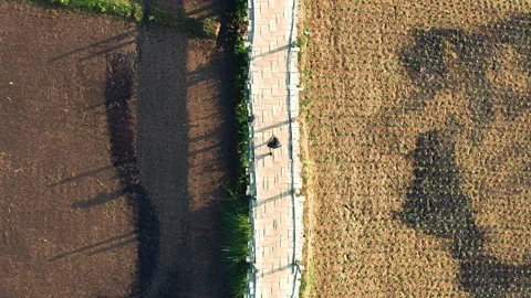 Man walking on the longest bamboo bridge of Thailand surrounded with rice fields Stock Footage 250623987