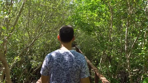 Man Walking at Mangrove Forest Stock Footage 75038430