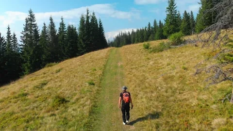 Man walking on the meadow path near pine forest Stock Footage 157737667