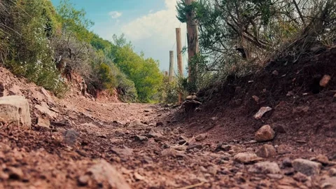 Man walking in a Mediterranean forest Video stock 288220619
