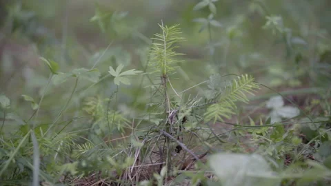 Man walking on mossy forest path. Outdoor activity concept. Summer hiking in Stock Footage 133245971