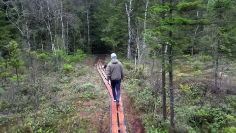 A man walking in nature Stock Footage 236680761