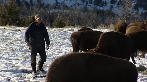 Man Walking near Bison Stock Footage 93922656