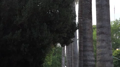 Man walking , palm trees Stock Footage 40612172