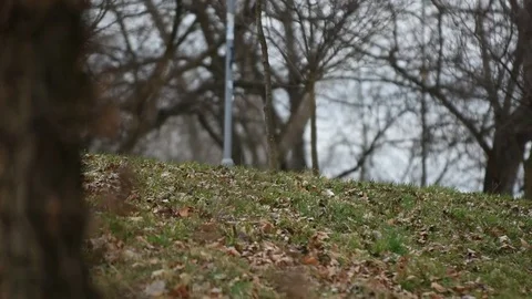 Man walking in the park and making phone calls Stock Footage 83701121