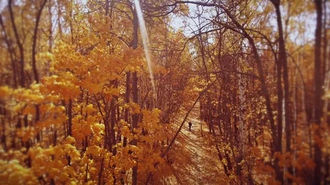 Man walking in the Park Stock Footage 118665297
