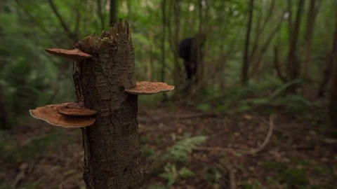 A man walking past a broken tree with wild mushrooms in a forest Vidéo 260827141