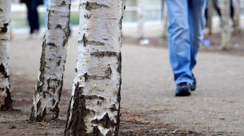 Man walking past trees Stock Footage 36562213