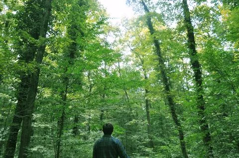 A man walking on the path in forest Stock Photos