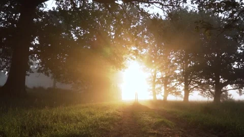 Man walking on a path in the forest at sunrise Stock Footage 293082633