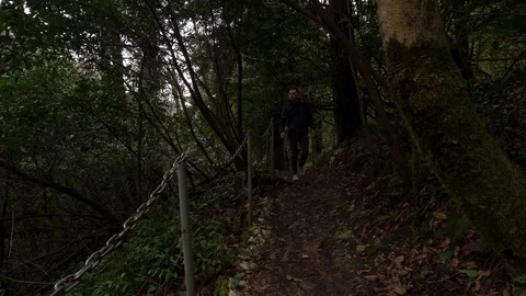 Man walking on a path in green forest of yew-boxwood grove in Sochi, Russia Stock Footage 110633463