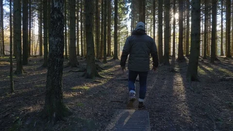 Man walking on a path throug a spruce forest Stock Footage 82319110
