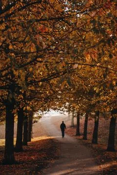 Man walking on pathway between trees during daytime Stock Photos