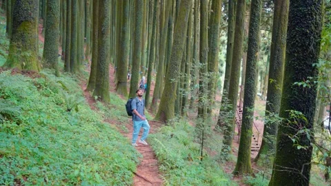 Man Walking in Pine Forest of Darjeeling, India on 10th August 2025 Stock Footage 323784128