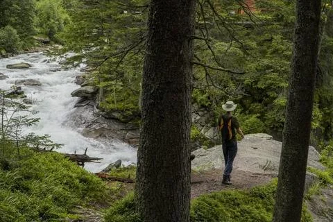Man walking into pine forest Stock Photos