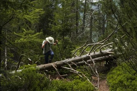 Man walking into pine forest Stock Photos