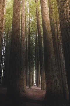 Man walking in a pine forest Stock Photos