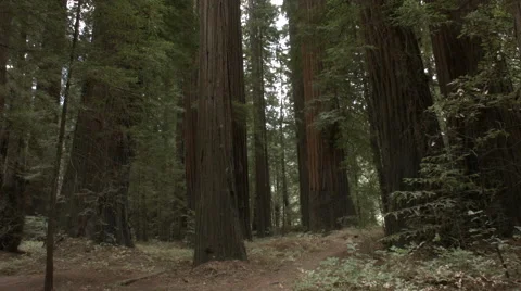 Man walking by the redwoods Stock Footage 41942662