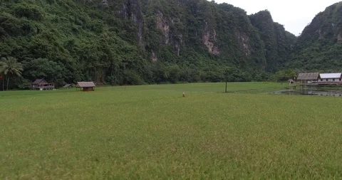 A Man Walking on Rice Fields in front of Maros Karst, Rammang-Rammang Vilage Stock Footage 95034835