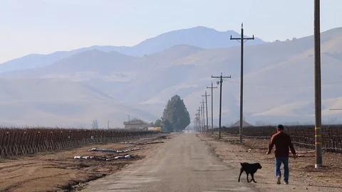 Man walking on road with dog Stock Footage 86535586