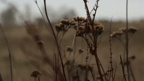 The man is walking on the road in the field Video stock 82539090