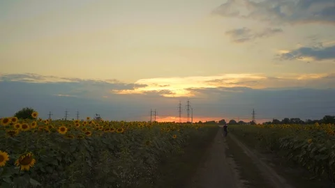 The Man Is Walking on the Road Through the Field with Sunflower on the Stock Footage 93963170