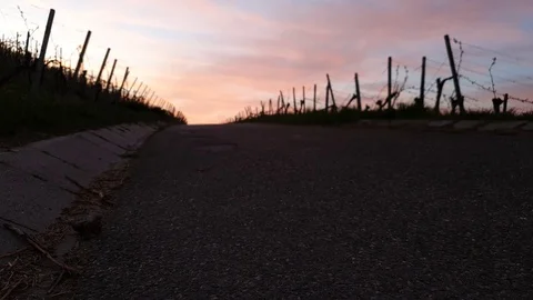 Man is walking on a road in a vineyard and dawn Stock Footage 129514250