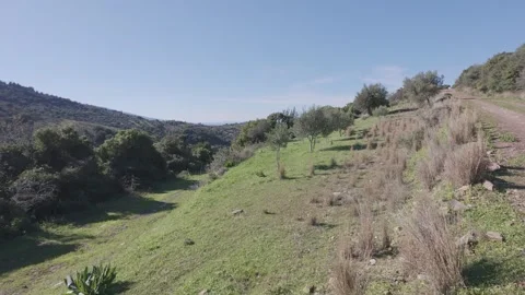 Man walking on rural dirt path through olive field hillside Greece Stock Footage 338106658