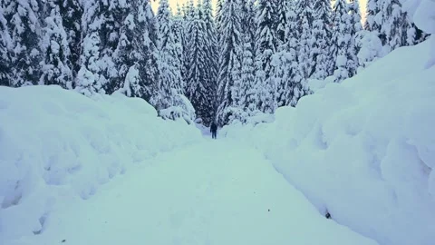 Man walking in snow between spruce trees Stock Footage 145814926