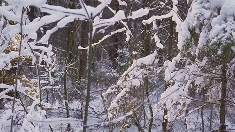 Man Walking Snow Winter Forest Traveler With Backpack. winter sunny morning Видео 83713501