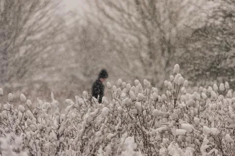 Man walking in the snowstorm in the forest. Stock Photos