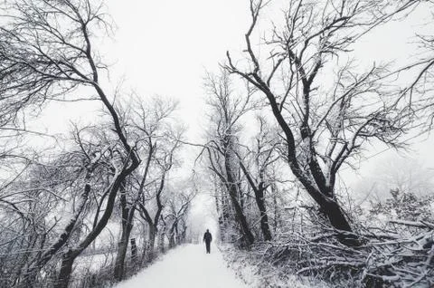 Man walking on snowy winter path between twisted tree branches Stock Photos