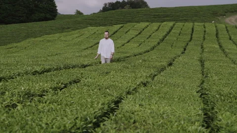 Man walking on a tea plantation. Man enjoys freedom. Stock Footage 152539281