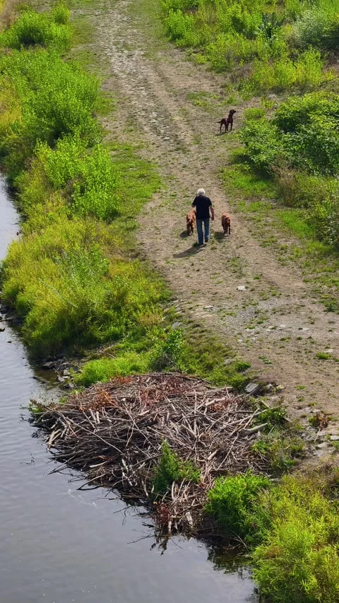 Man Walking Three Dogs Along Riverside Path From Above in 4K 스톡 동영상 343926265