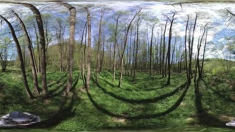 Man walking through alluvial forest, VR360, VR, 360VR Stock Footage 107378415