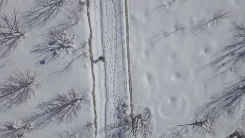 A man walking through apple orchards in winter Himalayas Stock Footage 250262036