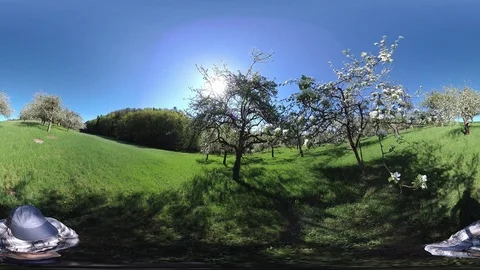 Man walking through apple plantation, VR360, VR, 360VR Stock Footage 107375442