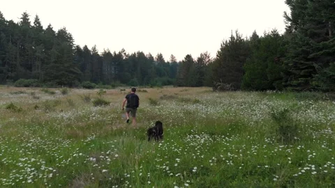 Man walking through beautiful meadow with is dog, summer. 4k 24fps. Stock Footage 158515225