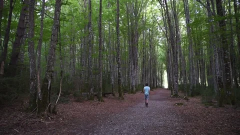 Man walking through a beech forest. Navarrese Pyrenees Vídeos de archivo 196737760
