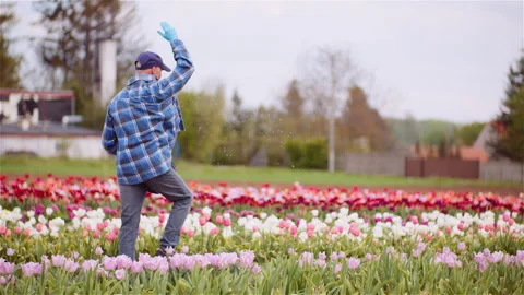 Man Walking Through Blooming Tulip Rows Stockbeeldmateriaal 336497567