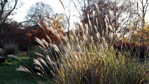A man is walking through the bush of grass in the park. Stock Footage 275872045